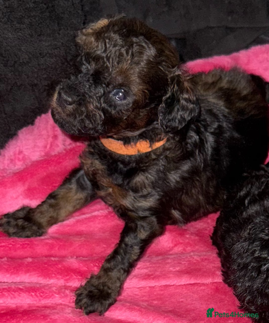 Toy Poodle dogs for sale: KC registered sable toy poodles  - Advert 9