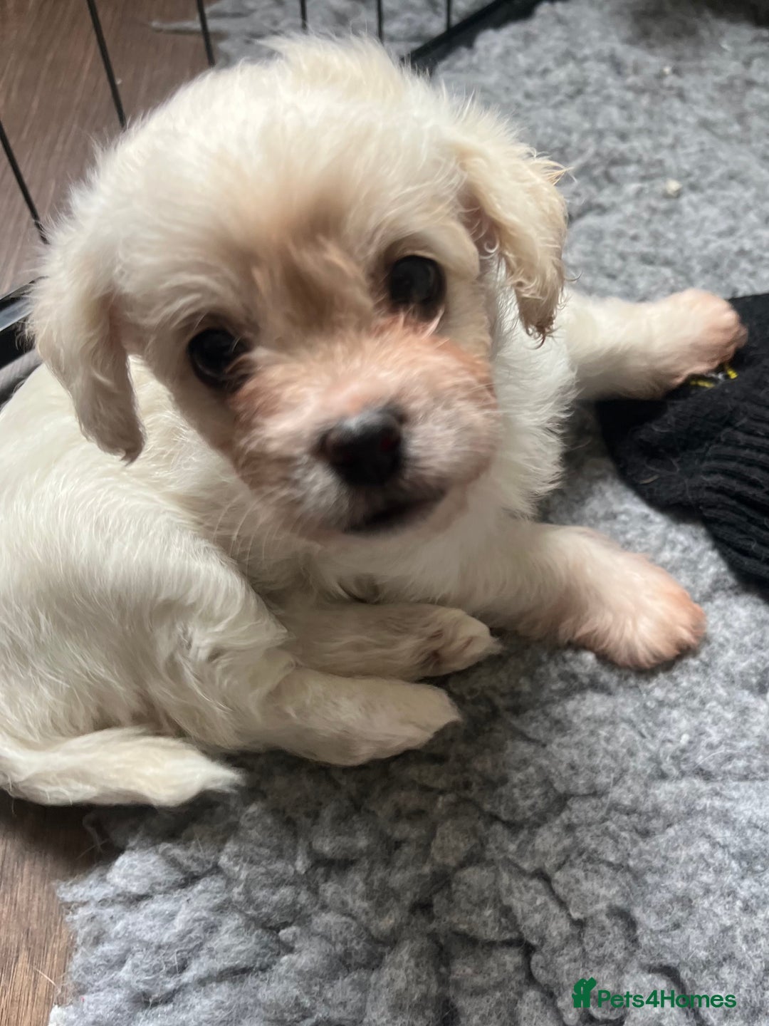 Mixed Breed dogs for sale: Gorgeous little Peekapoo’s - Image 15