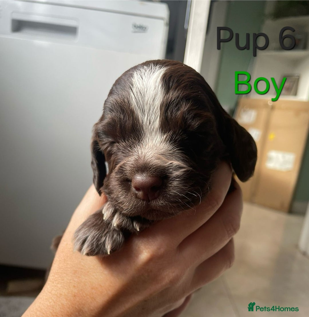Cocker Spaniel dogs for sale: Cocker spaniel puppies  - Image 7