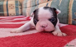 Boston Terrier dogs for sale: Beautiful Boston Terriers pups - Image 11