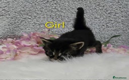 Maine Coon cats for sale: 6 Maine Coone kittens. - Image 6