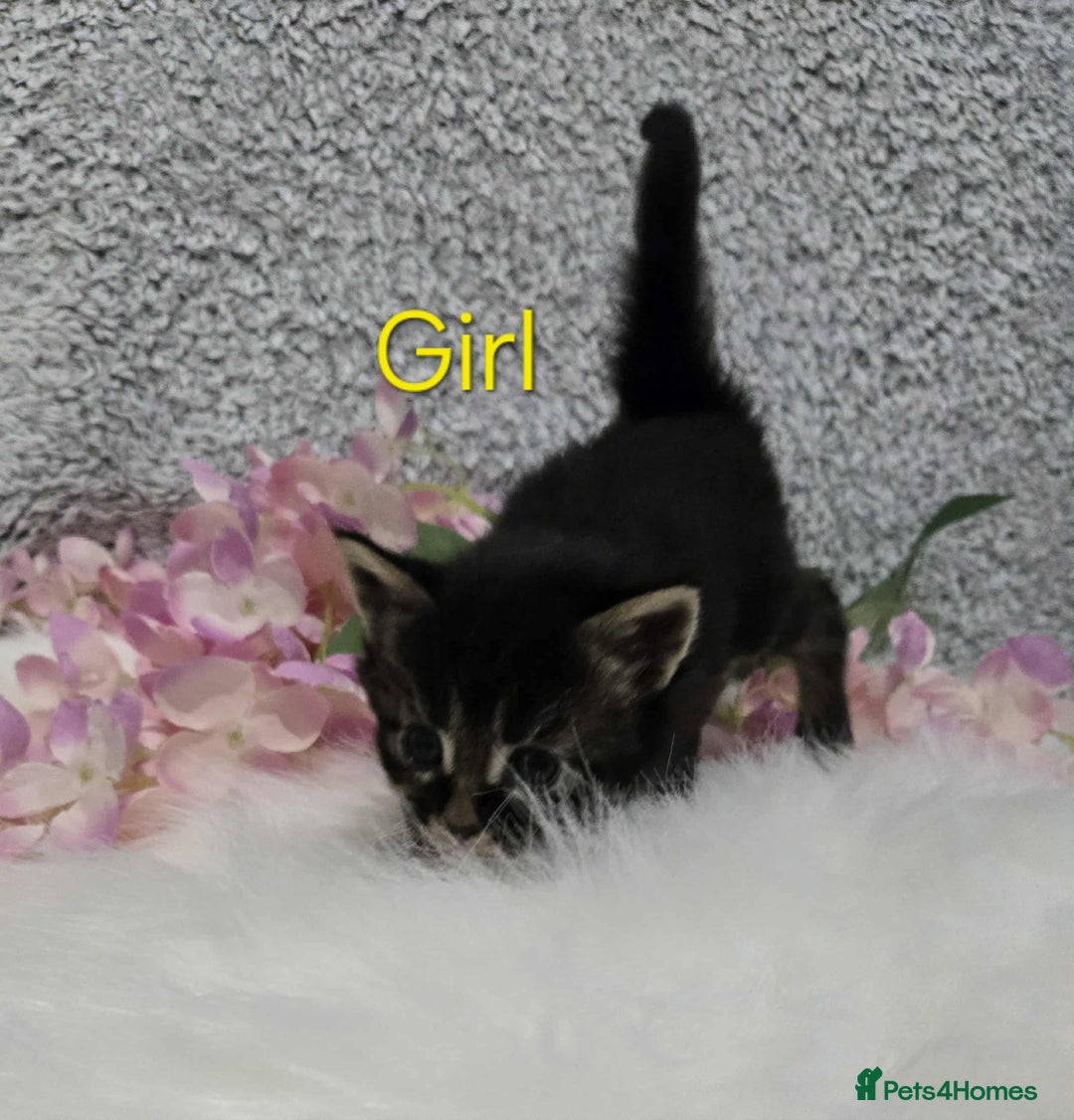 Maine Coon cats for sale: 6 Maine Coone kittens. - Image 6