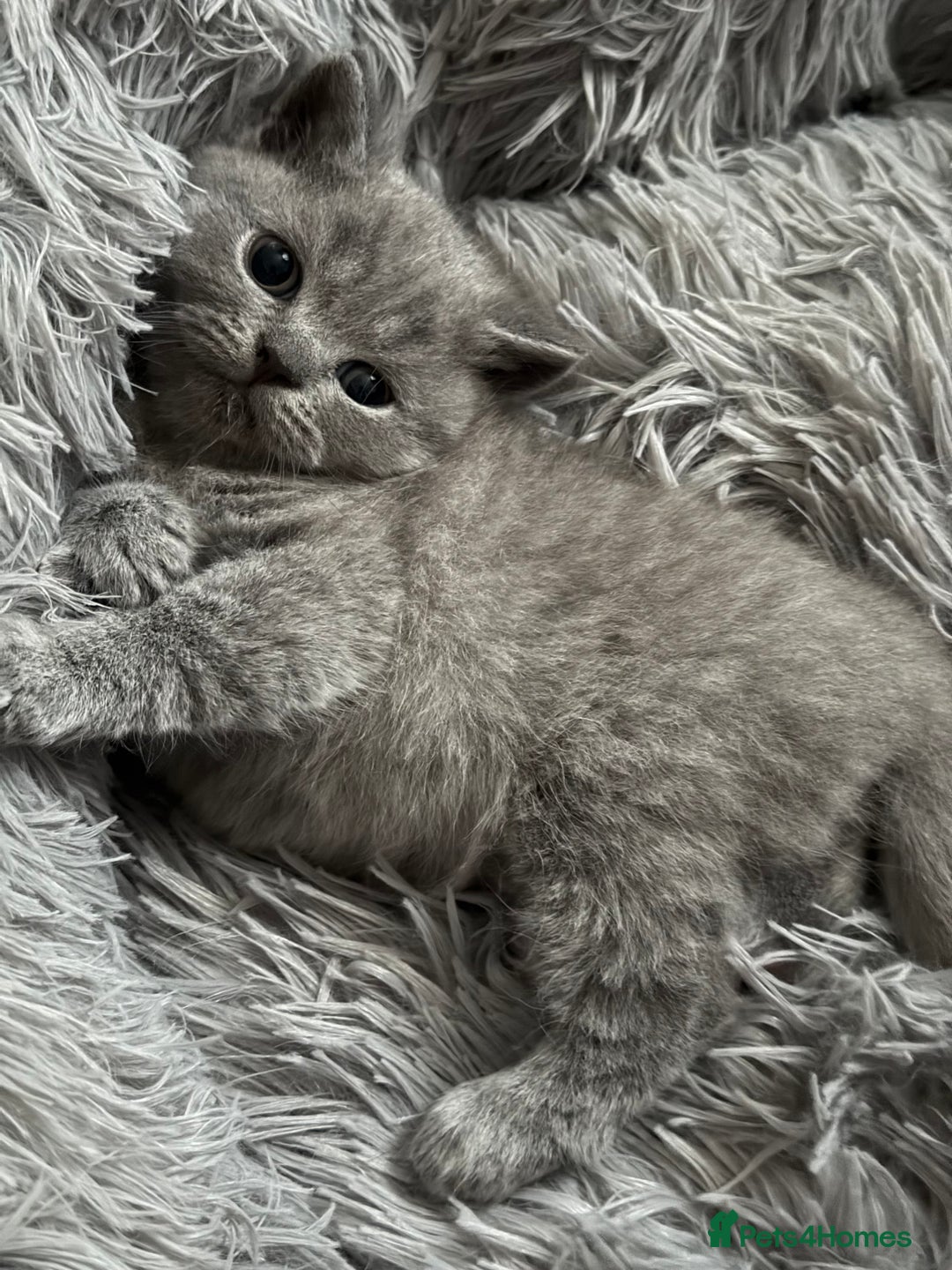 British Shorthair cats for sale: Adorable British Shorthair Kittens for Sale - Image 6