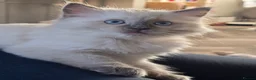 Ragdoll cats for sale: Gccf Registered Ragdoll kittens  in Prenton - Advert 18