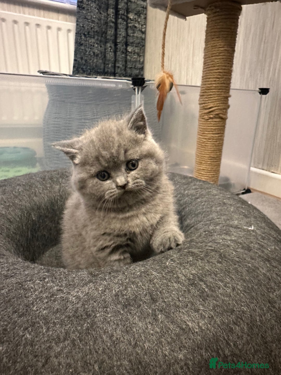 British Shorthair cats for sale: BeautifulGCCF Registered British Shorthair Kittens - Advert 3