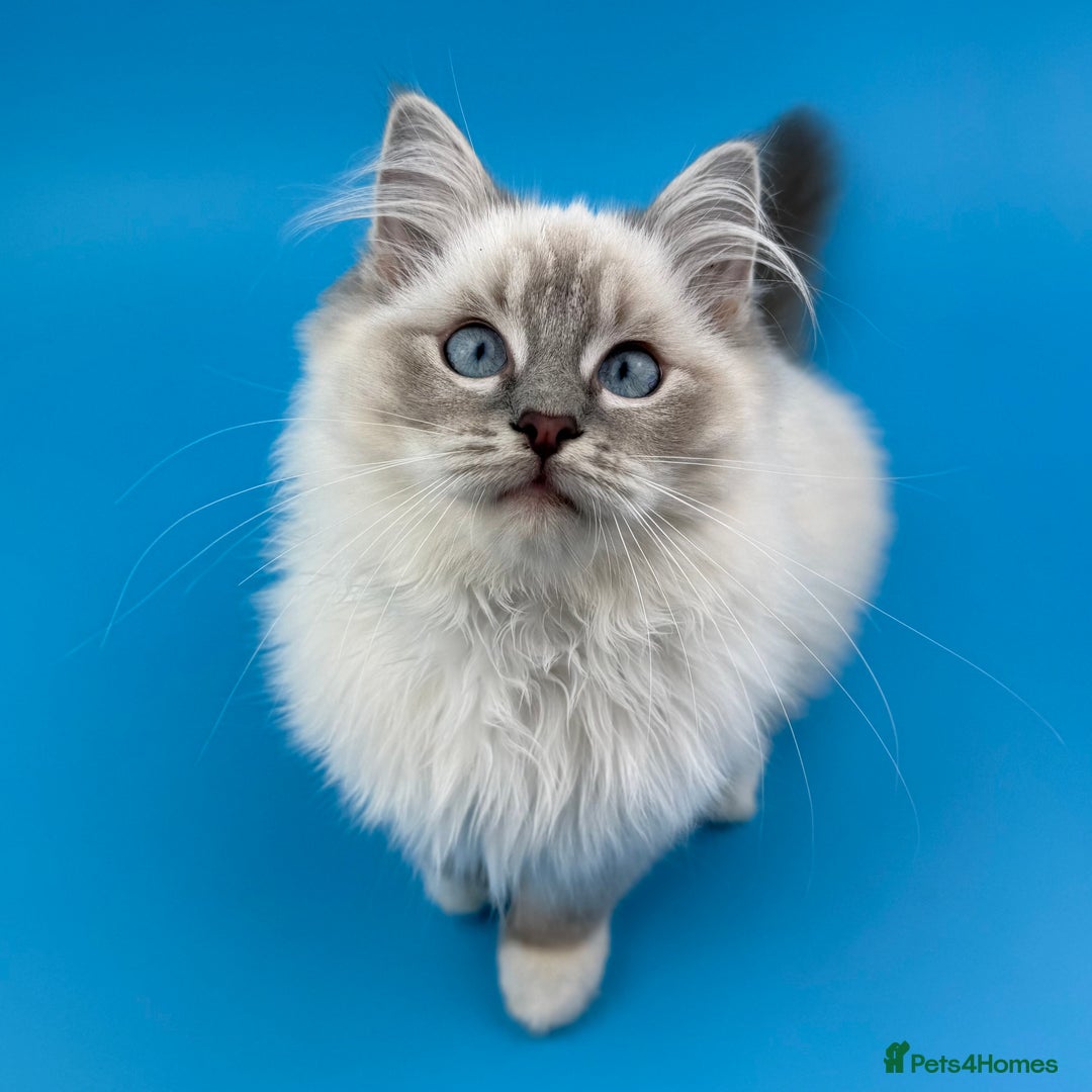 Ragdoll cats for sale: 💙 STUNNING GCCF GRCH SIRED RAGDOLL KITTENS 💙 - Advert 24