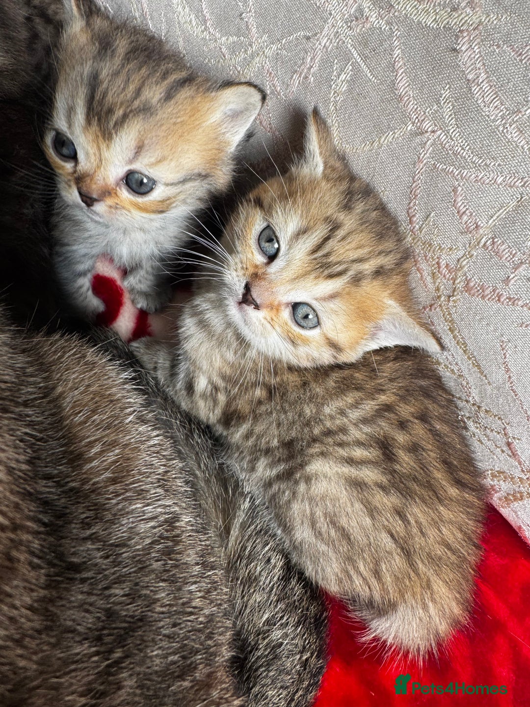 British Shorthair cats for sale: Cutest Tabby British Short Haired Kittens  - Image 8