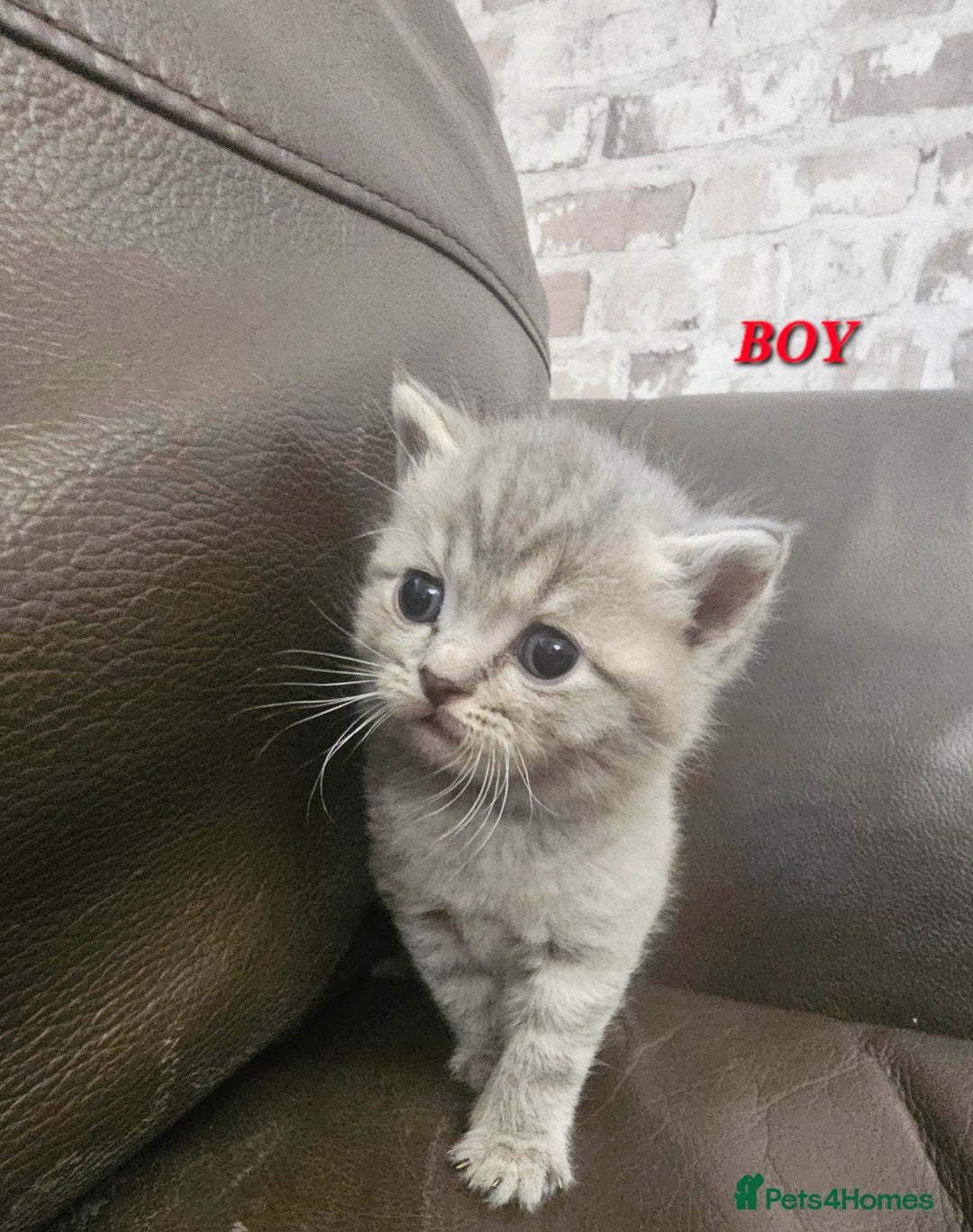 British Shorthair cats for sale: Beautiful British Shorthair Kittens for Sale - Advert 12