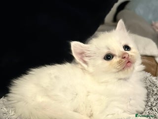 Ragdoll cats RAGDOLL X RUSSIAN WHITE kittens - Advert 14