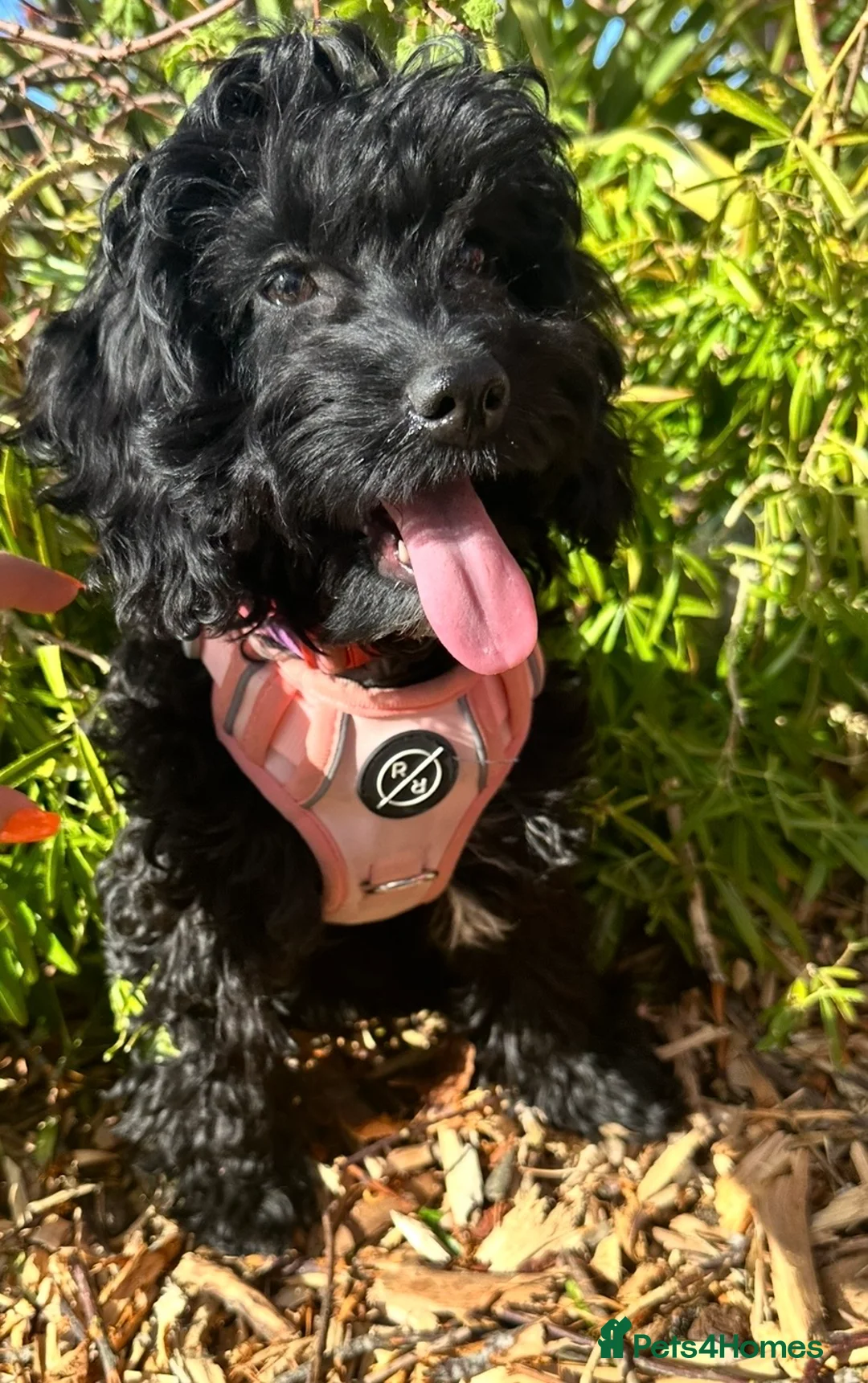 Cockapoo dogs for sale: 10 month old female cockapoo black  - Advert 2