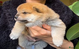 Japanese Shiba Inu dogs for sale: KC reg Japanese Shiba Inu puppies  - Image 25