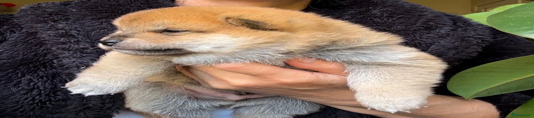 Japanese Shiba Inu Puppy 1