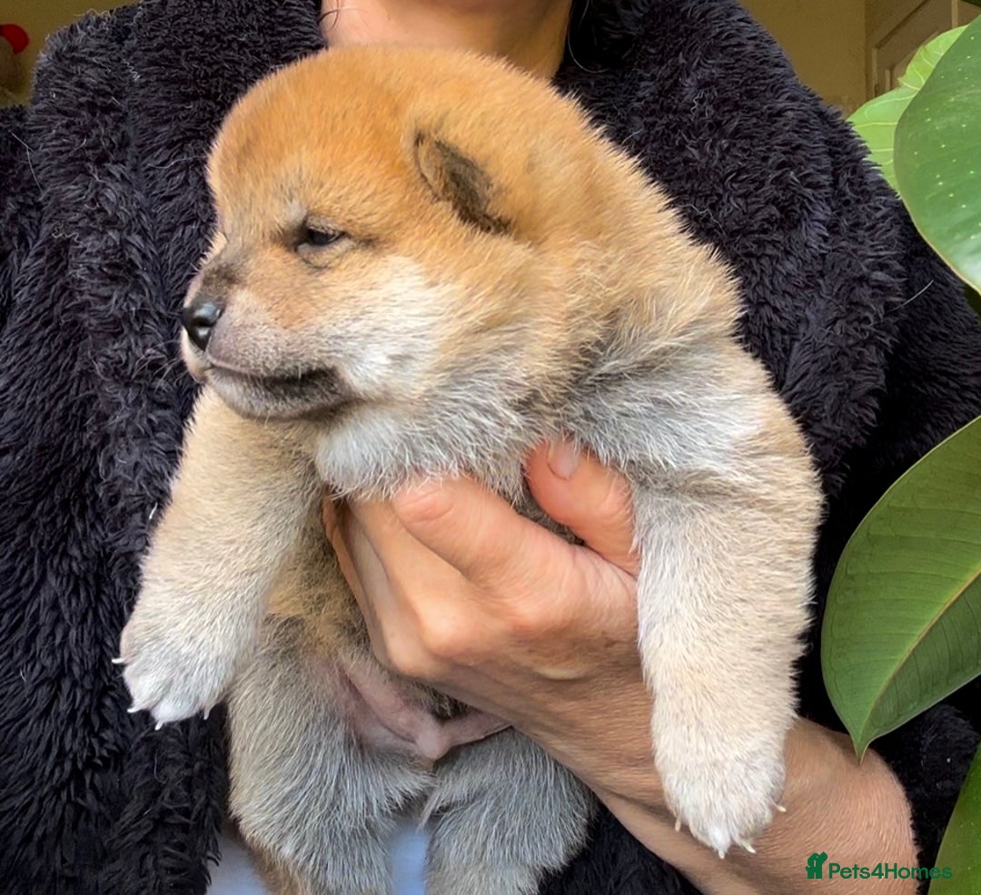 Japanese Shiba Inu dogs for sale: KC reg Japanese Shiba Inu puppies  - Image 25