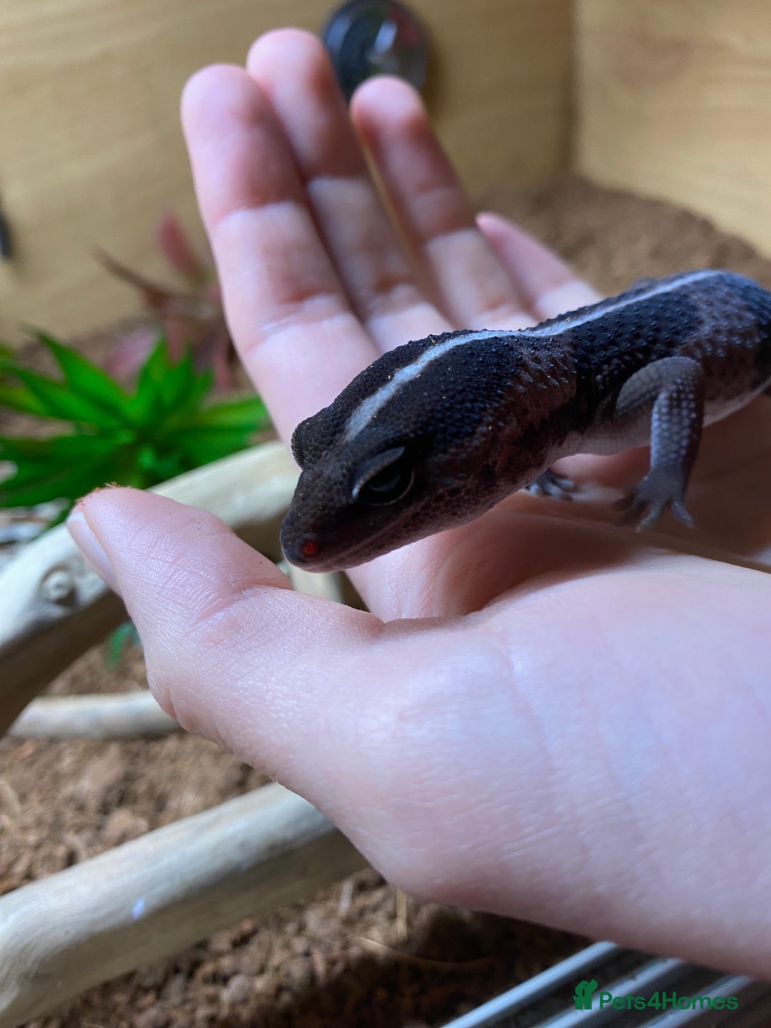 Gecko reptiles for sale: African fat-tailed gecko 🦎  - Advert 4
