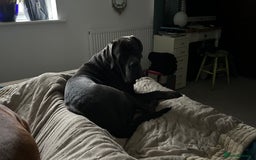 Cane Corso dogs for stud: Denzal  - Image 5