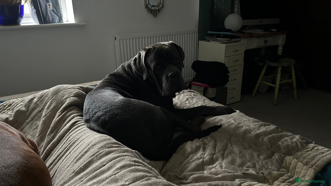 Cane Corso dogs for stud: Denzal  - Image 5