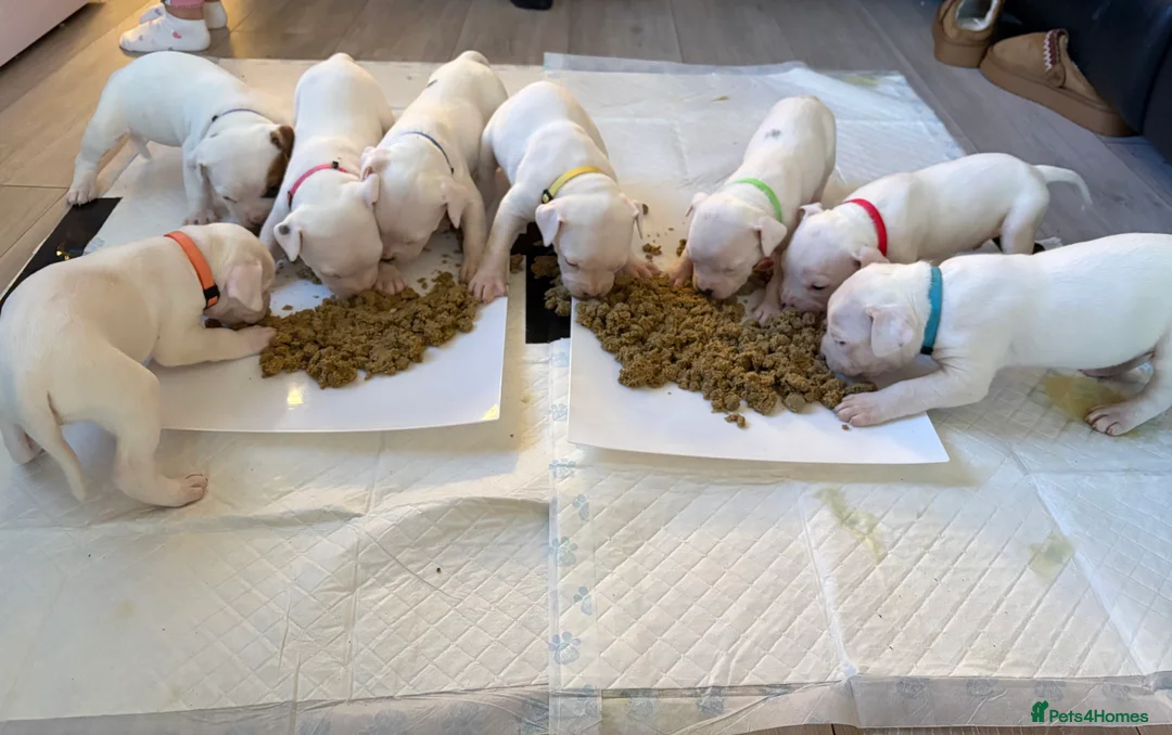 American Bulldog dogs for sale: American bulldog puppies  - Advert 1