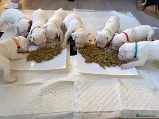American Bulldog dogs American bulldog puppies - Advert 1