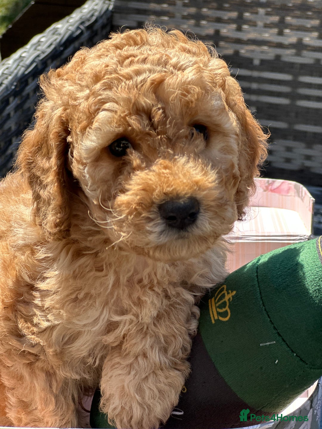 Cockapoo dogs for sale: Mini Cockapoo Puppies Kent - Image 20