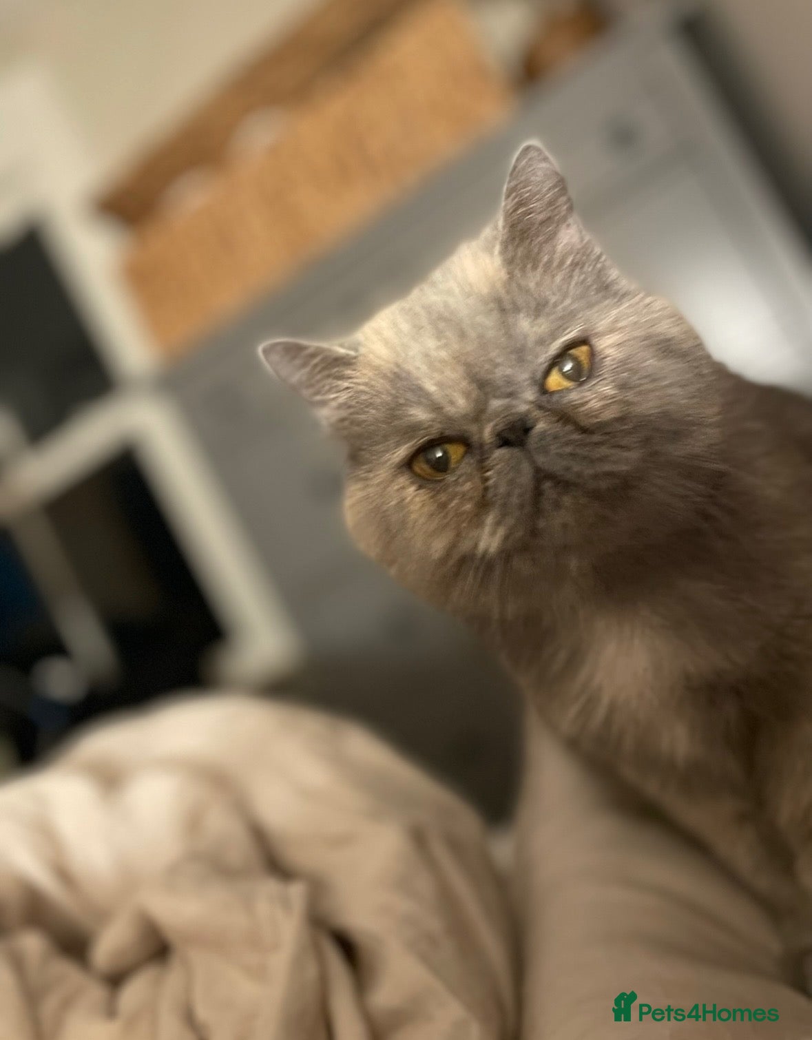 Exotic cats Grazia - Exotic Shorthair female  - Advert 12