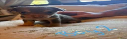 Mixed Breed dogs for sale: Chihuahua X patterdale puppies for sale - Advert 3