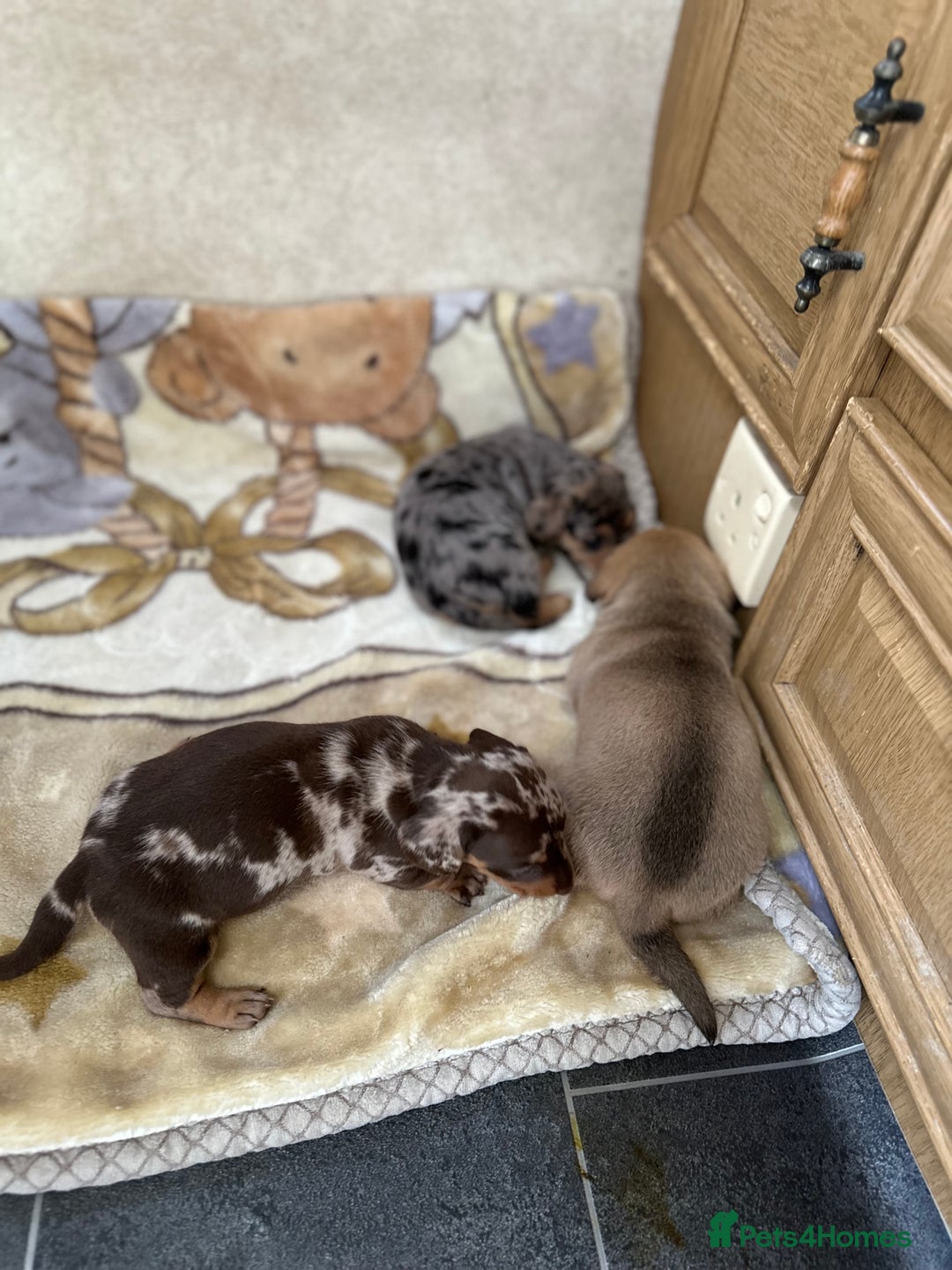 Dachshund dogs for sale: PUPPIES FOR SALE!!  - Image 8