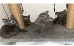 Russian Blue cats for sale: Russian blue x Chartreux - Image 11