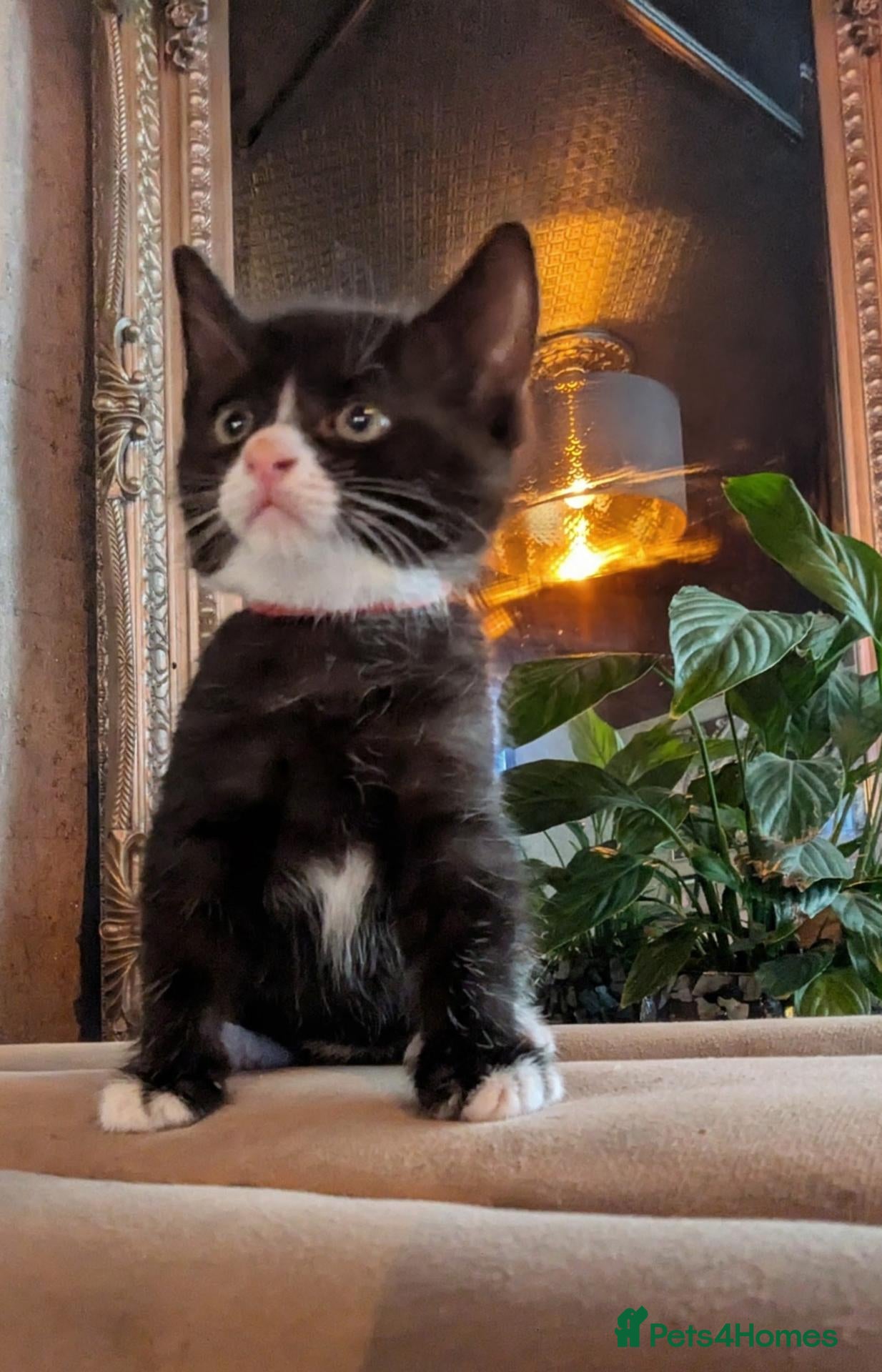 Mixed Breed cats Kittens ready for homes  - Advert 6