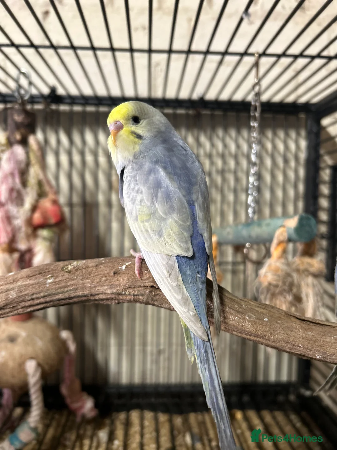 Budgerigars birds for sale: Rainbow budgies  - Advert 4