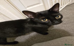 Mixed Breed cats for sale: Kittens for sale - Image 7