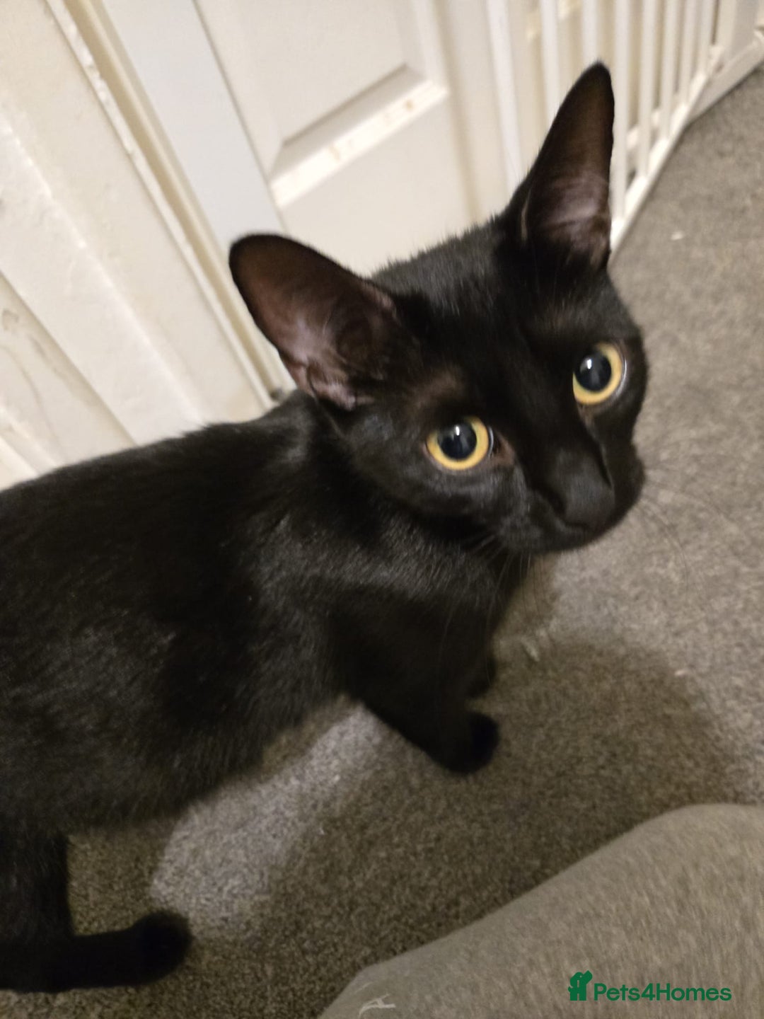 Mixed Breed cats for sale: Kittens for sale - Image 7