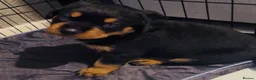 Rottweiler dogs for sale: 2 Gorgeous full pedigree Rottweiler puppies left  - Advert 5