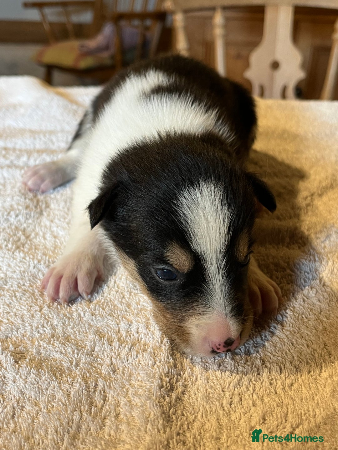Border Collie dogs for sale: Border collie puppies for sale.  - Advert 17