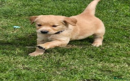 Golden Retriever dogs for sale: KC GOLDEN RETRIEVER PUPPIES HEALTH TESTED PARENTS  - Image 26