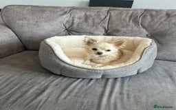 Chihuahua dogs for sale: Chihuahua  - Image 7