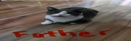 Mixed Breed cats for sale: Mixed British short hair.  in Manchester - Advert 7
