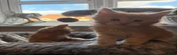Maine Coon cats for sale: 🐈 ONLY 2 BOYS LEFT! READY FRIDAY 29TH MAY!!! 🐈 - Advert 29
