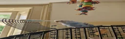 Budgerigars birds for sale: Home bred budgies  in South Petherton - Advert 3