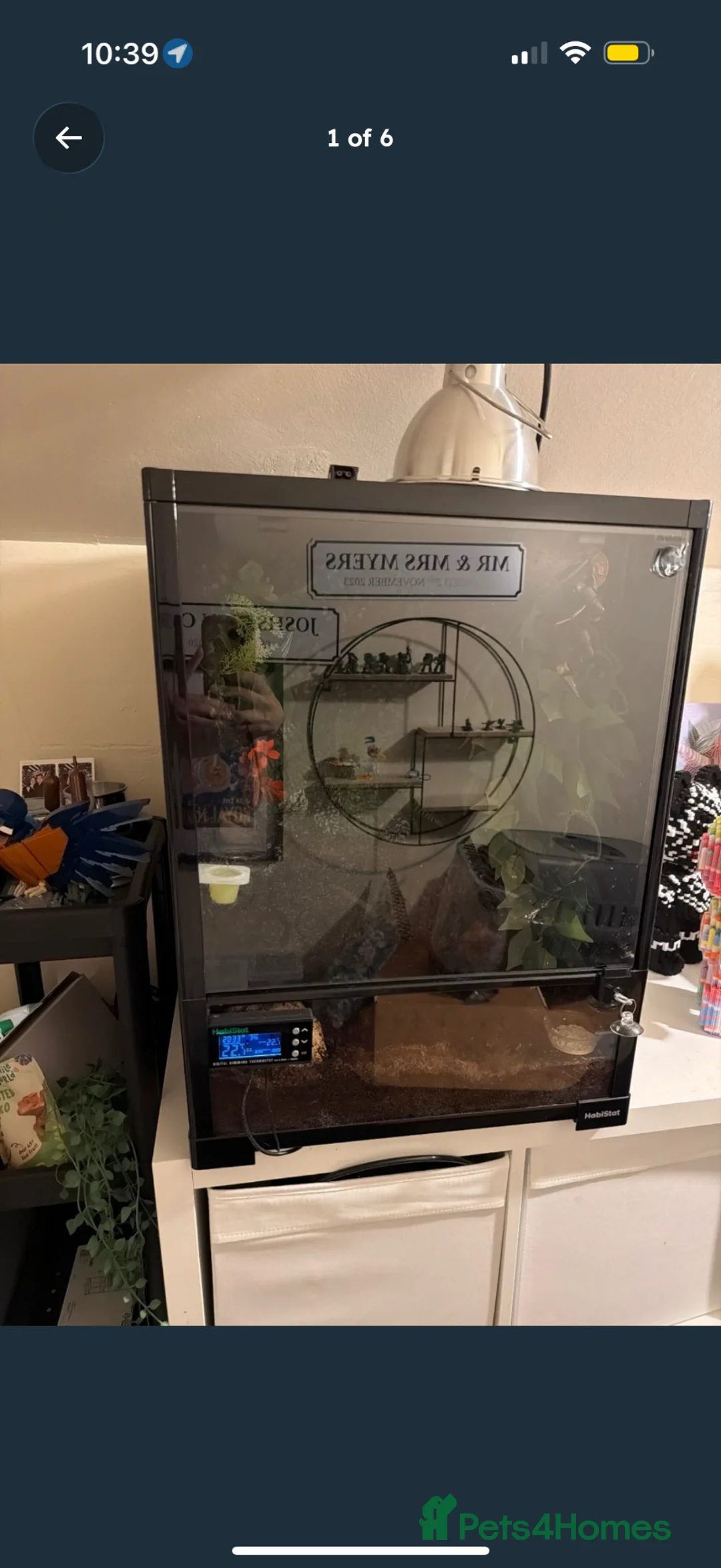 Gecko reptiles for sale: Crested gecko  in Helensburgh - Advert 5