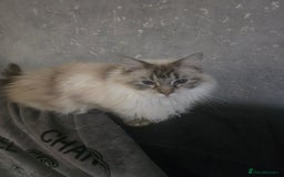 Ragdoll cats for sale: Ragdoll kitten - Advert 4