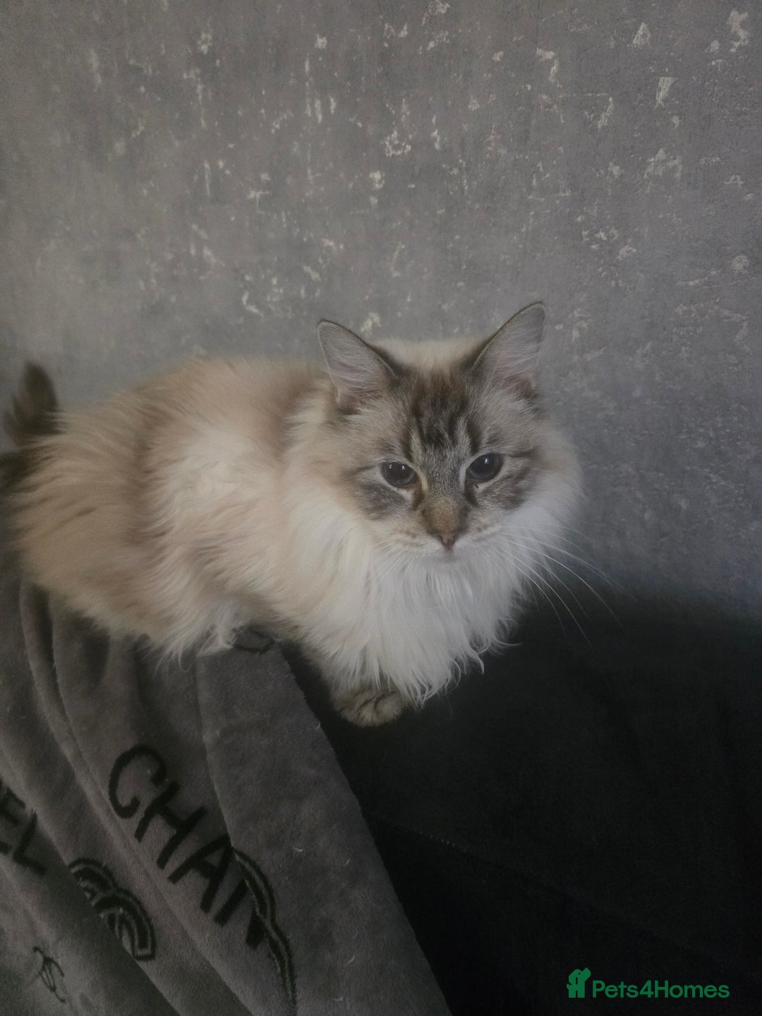 Ragdoll cats for sale: Ragdoll kitten - Advert 4