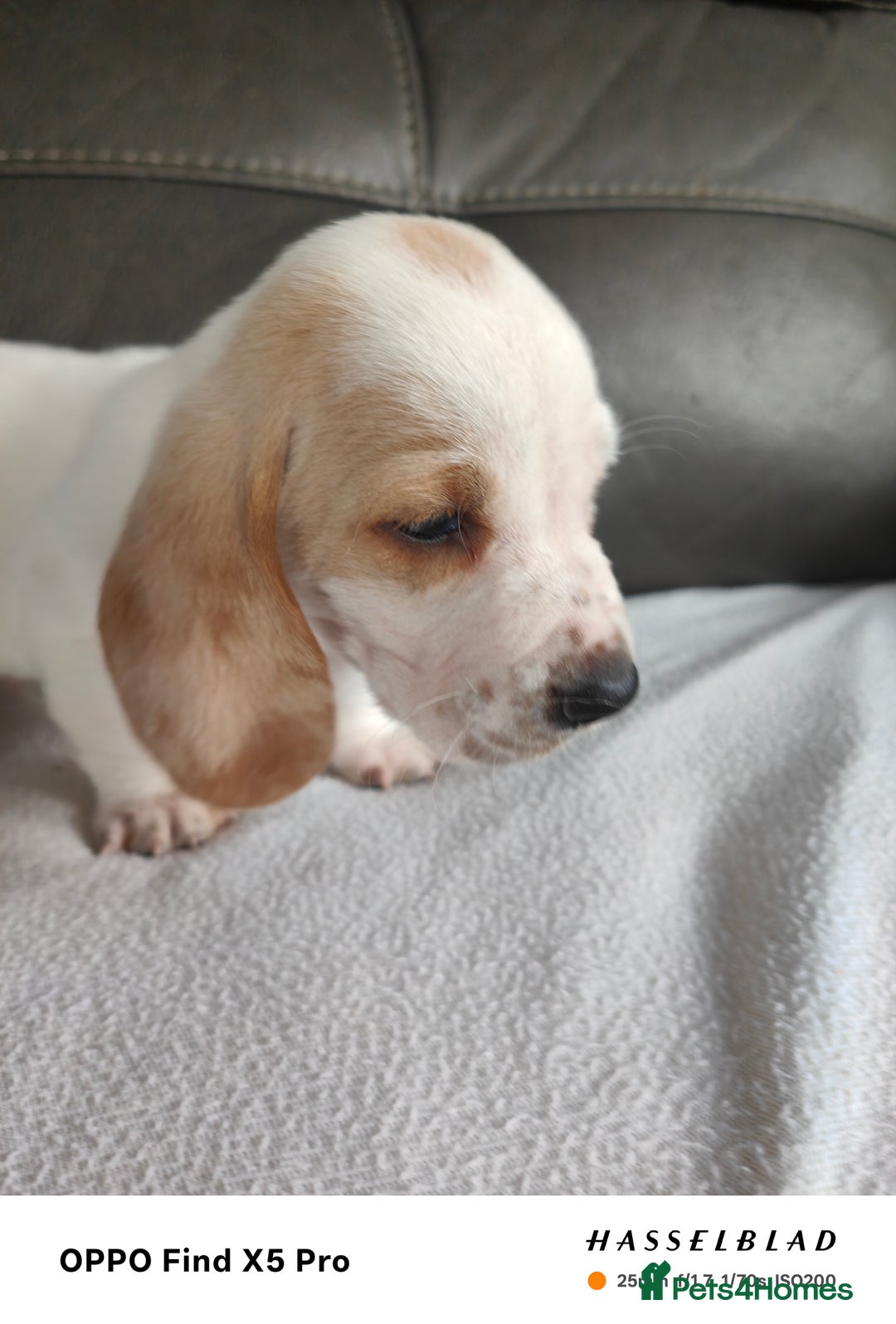 Basset Hound dogs for sale: Bassett Hound Puppies for Sale - Image 4