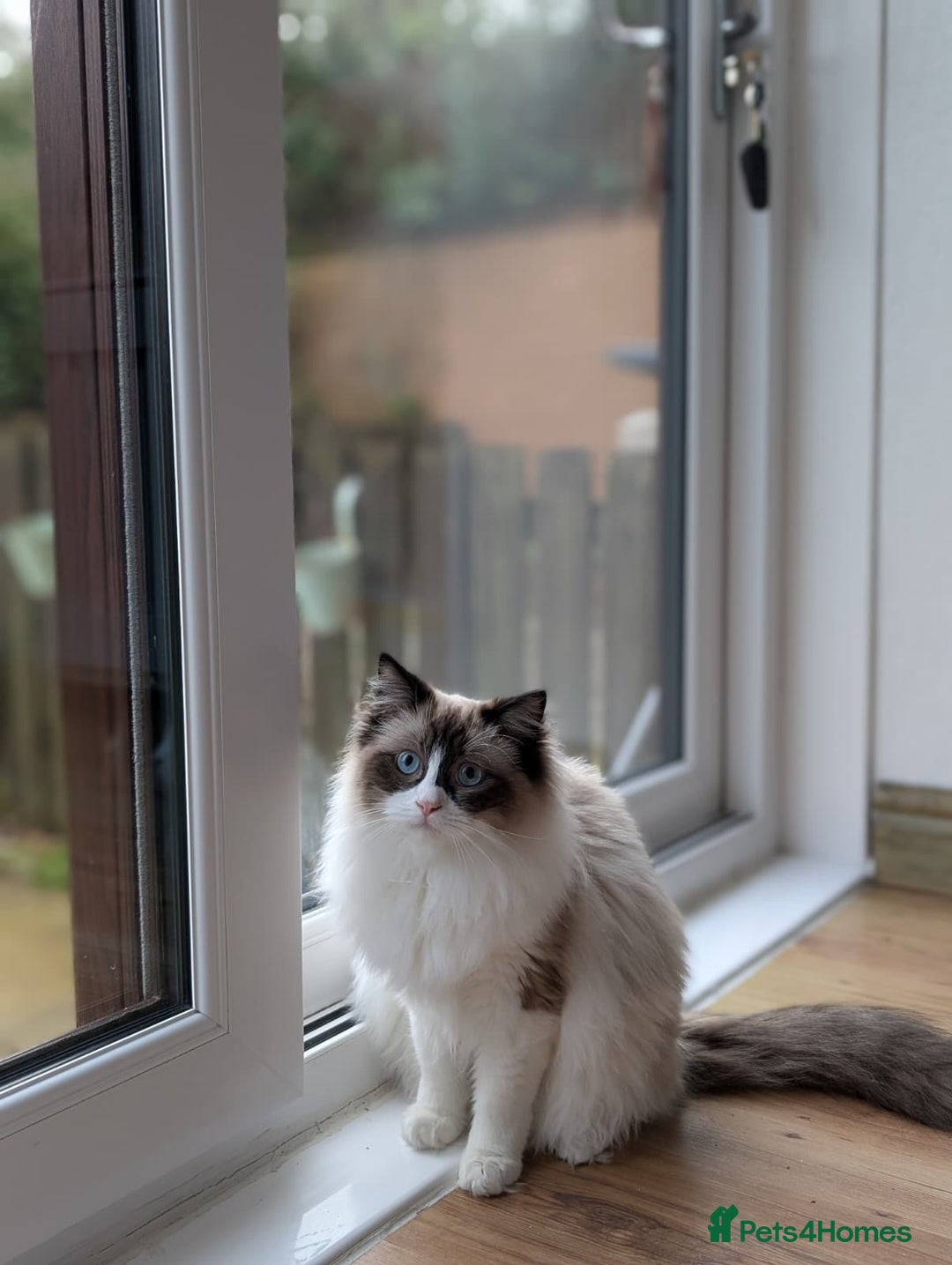 Ragdoll cats for sale: Beautiful Ragdoll Cats – Milo & Caramella - Advert 11