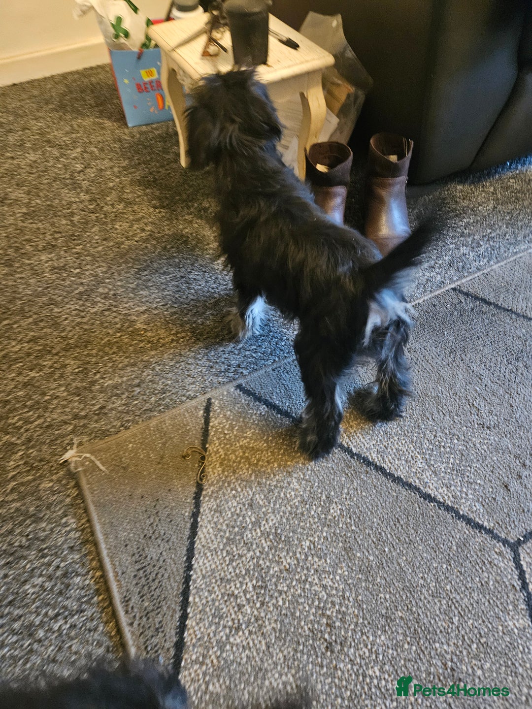Miniature Schnauzer dogs for sale: Miniture schnauzer pups 2 boys left ready to  - Advert 9