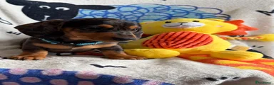 Miniature Dachshund 1