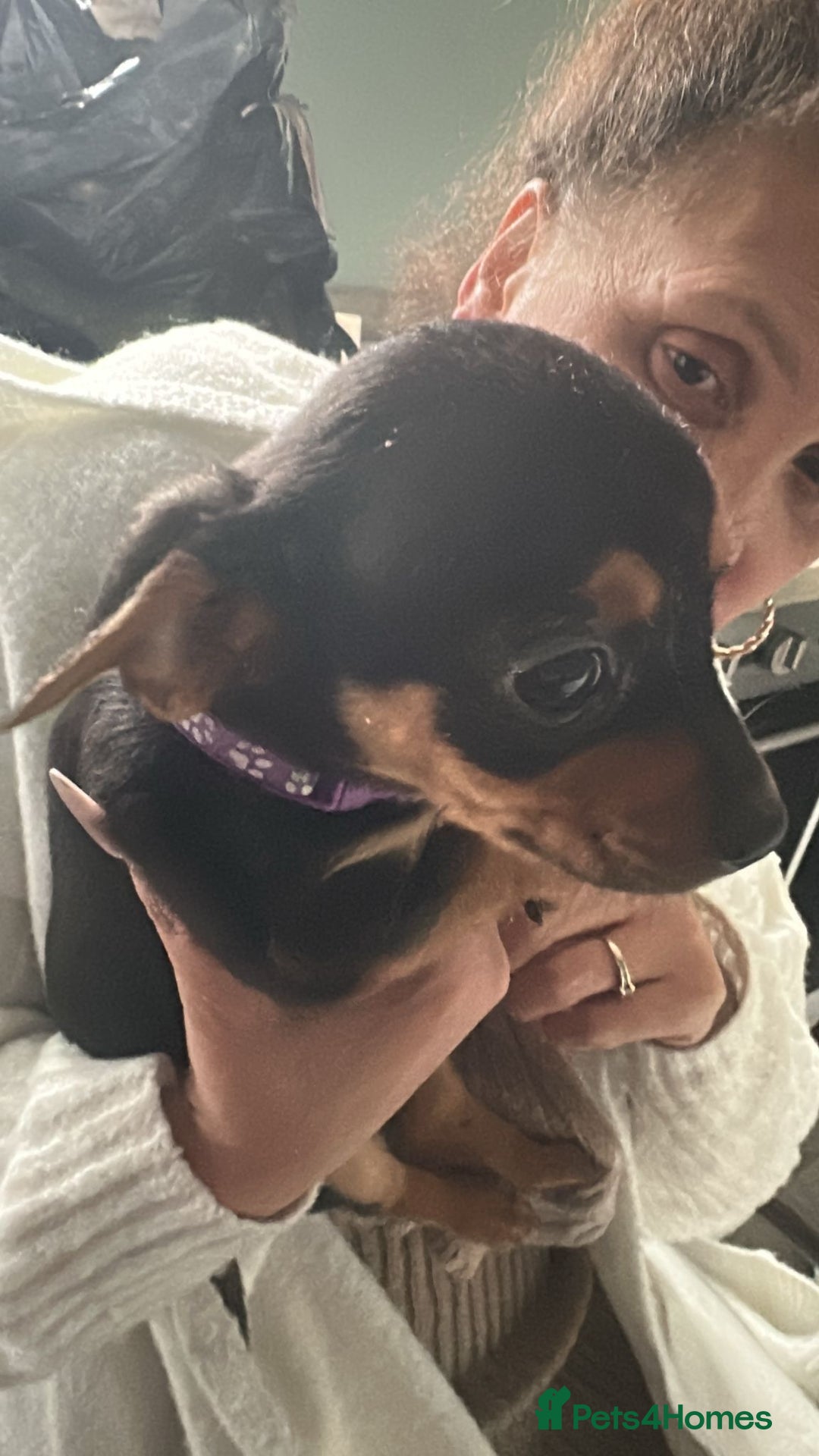 Mixed Breed dogs for sale: Dachshund X Yorkshire Terrier puppies  - Advert 7