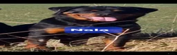 Rottweiler dogs for sale: GORGEOUS ROTTWEILLER PUPPIES - Advert 11