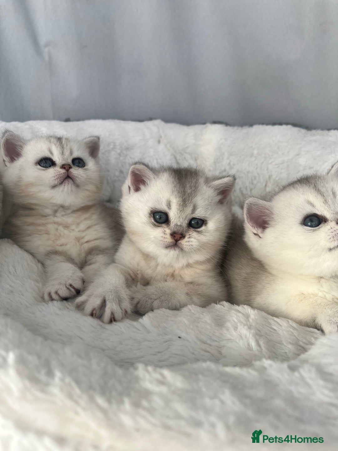Scottish Fold cats for sale: Adorable Blue-Eyed Scottish Fold Kittens - Advert 6