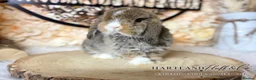 Mini Lop rabbits for sale: MINI LOPS | PEDIGREE  - Advert 11