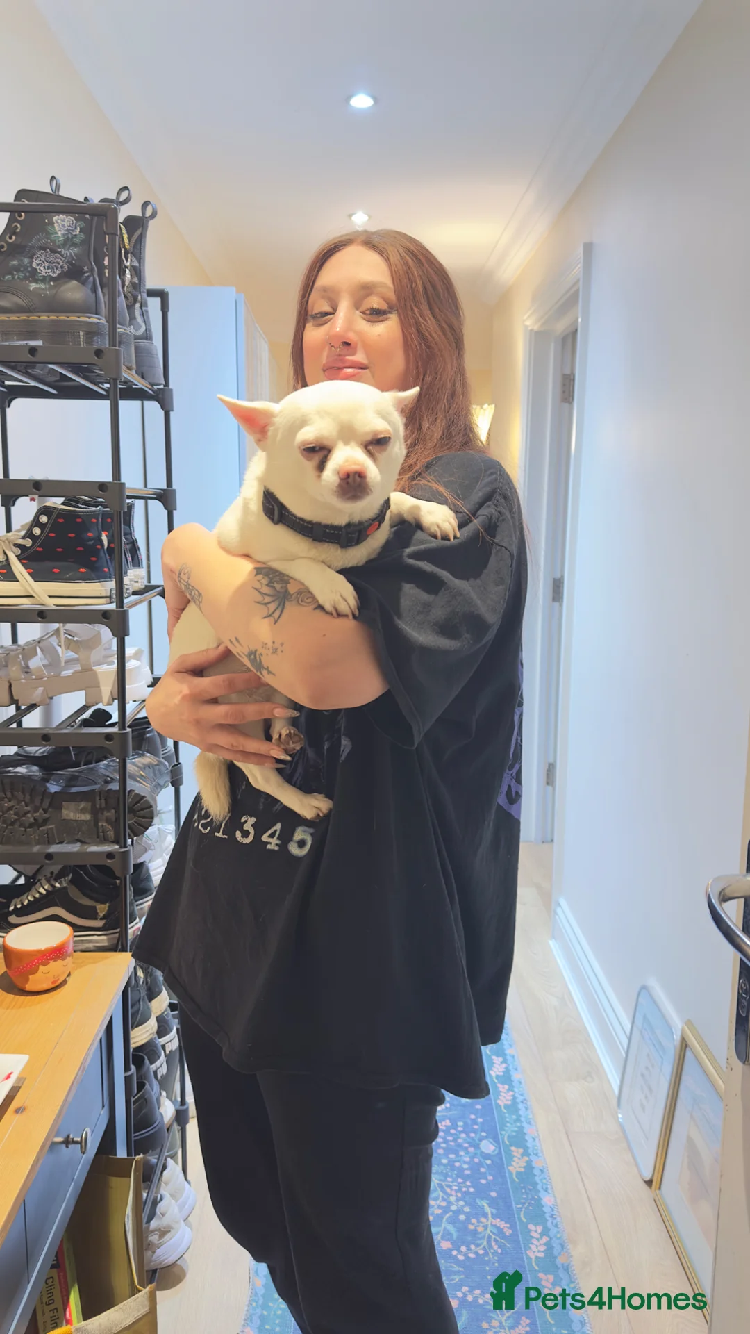 Chihuahua dogs for stud: Inspector Sherlock - For Stud - Advert 2